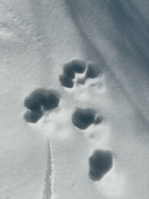 Следы на снегу... - Георгиевич Следы на снегу... - Георгиевич
