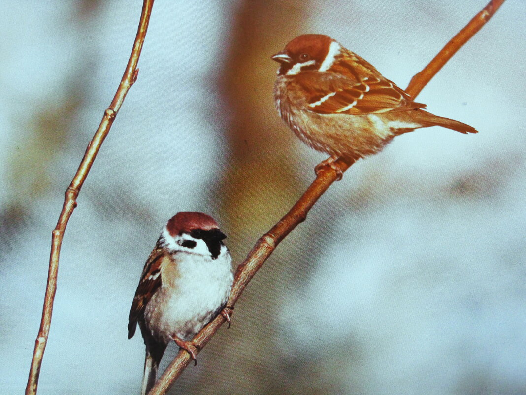Воробьишки - Людмила Смородинская Воробьишки - Людмила Смородинская