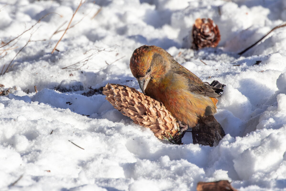 клест еловик - юрий макаров