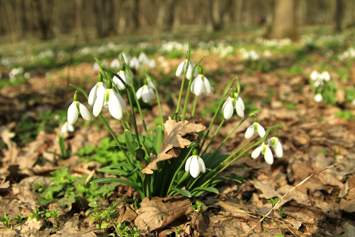 Подснежники. - Геннадий Валеев Подснежники. - Геннадий Валеев