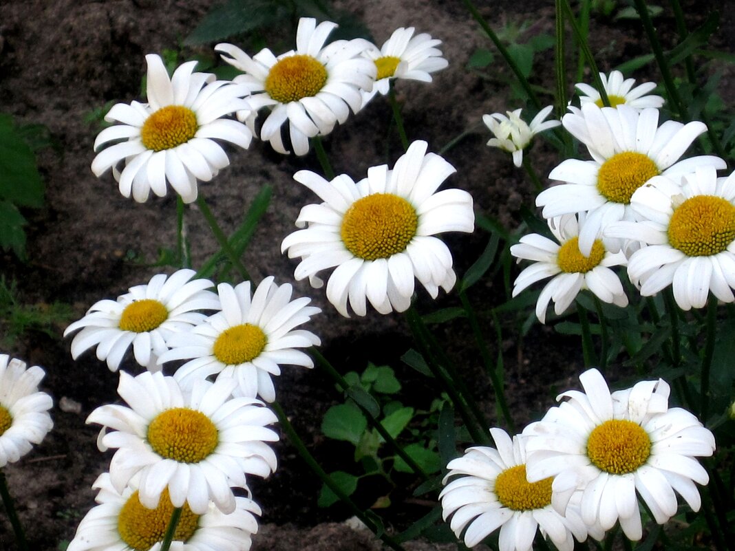 Ромашки - Елена Семигина Ромашки - Елена Семигина