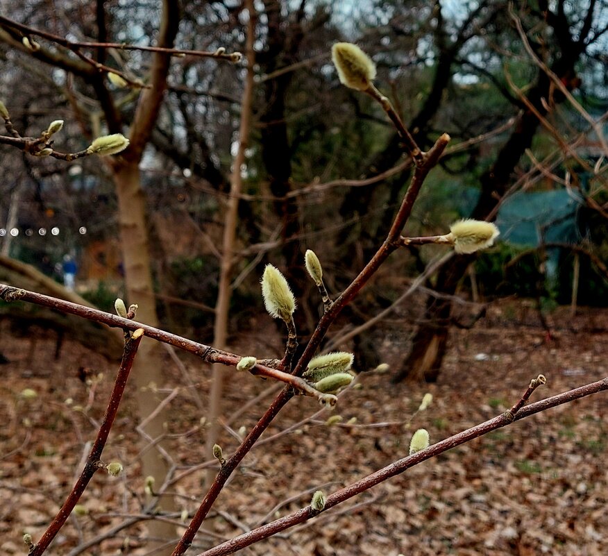 Весны приметы - ИРЭН@ .