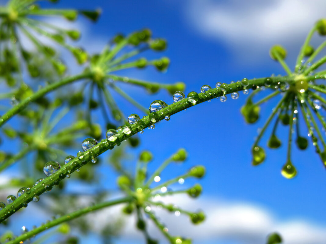 Капли - Сергей Медведев