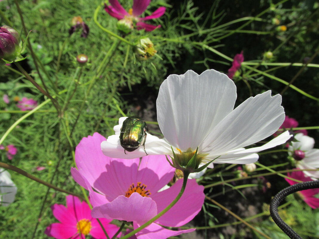 Космея - Galaelina *** Космея - Galaelina ***