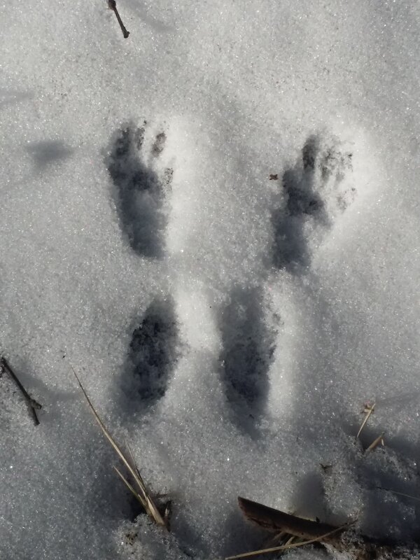 следы белки - Наталия Кольцова