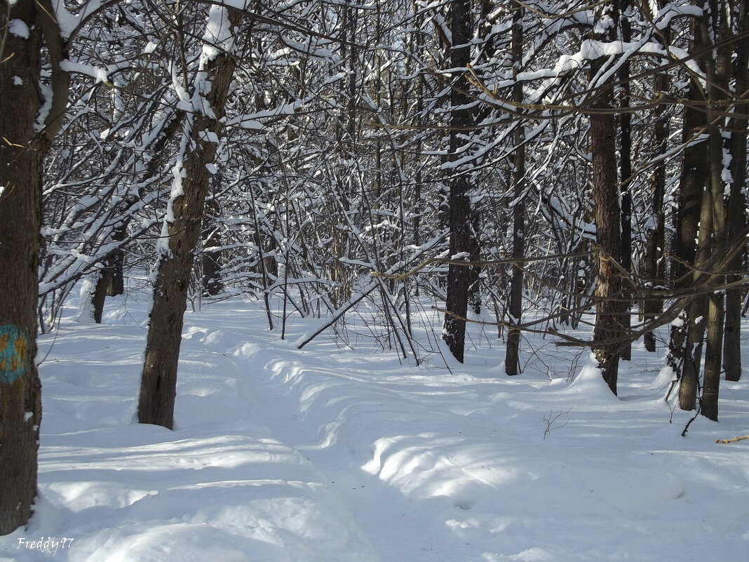 Мороз и солнце! - Freddy 97 Мороз и солнце! - Freddy 97