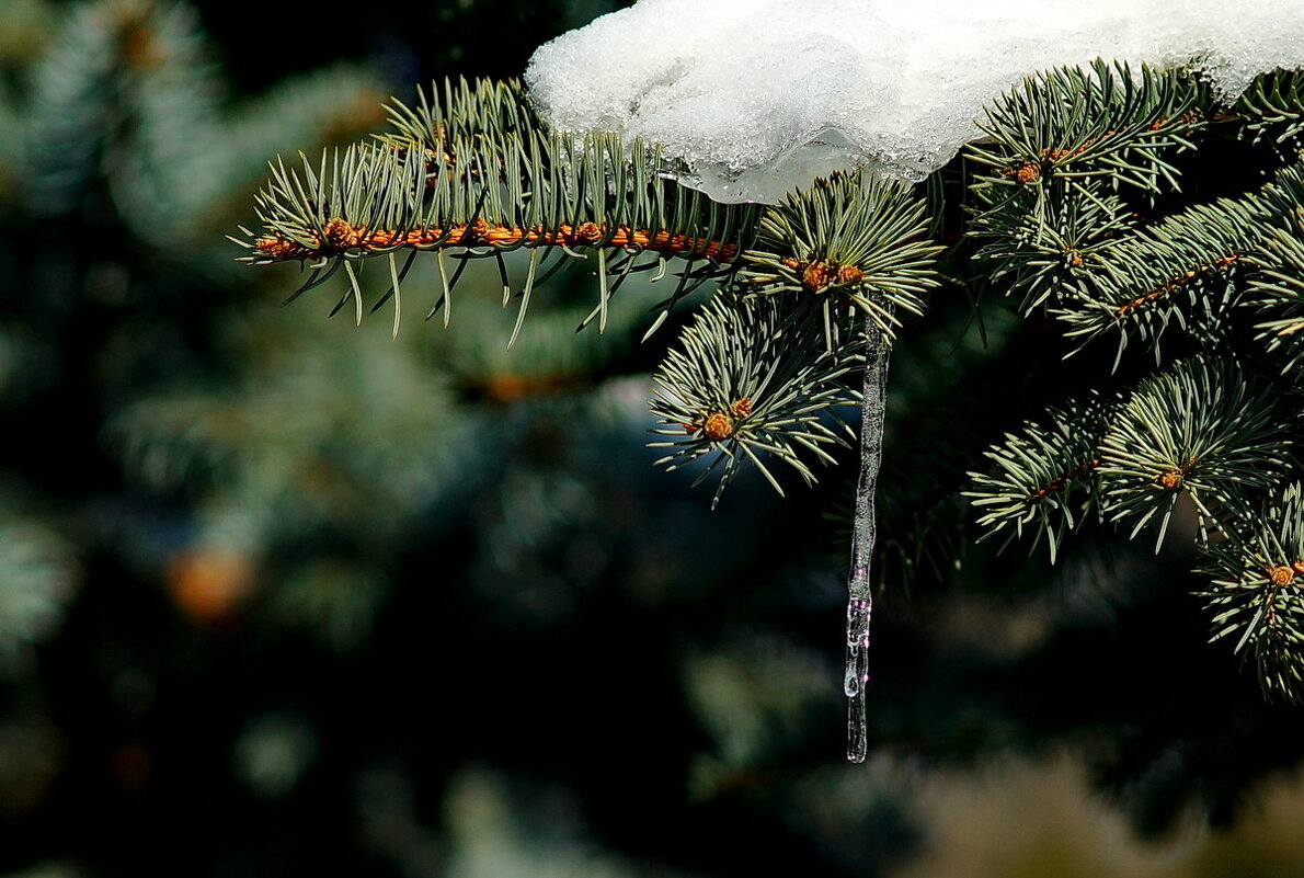 У нас потеплело... - Николай Саржанов У нас потеплело... - Николай Саржанов