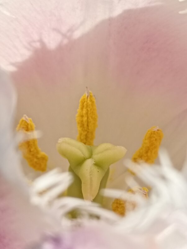 В сердечке - Pippa 