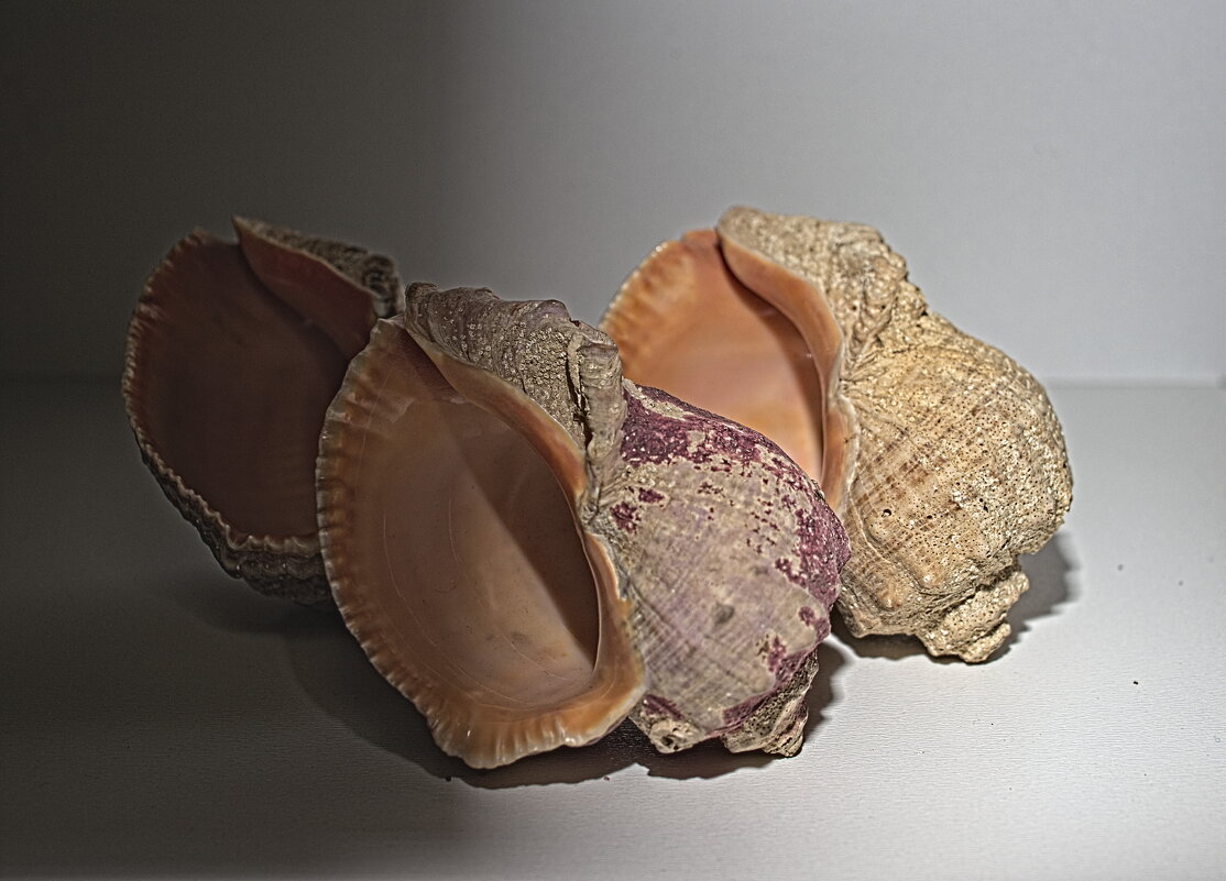 Рапаны - Giant Tao / Рапаны - Giant Tao /