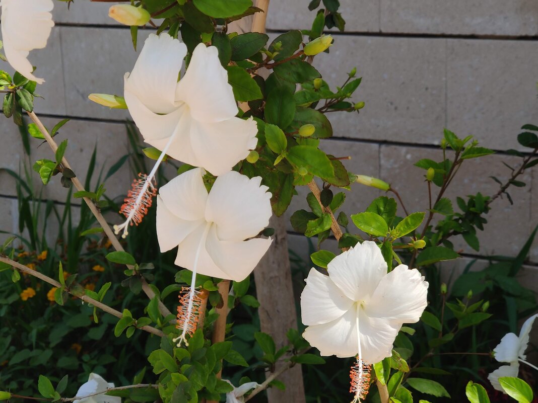 Вот и белый гибискус! - Светлана Хращевская Вот и белый гибискус! - Светлана Хращевская