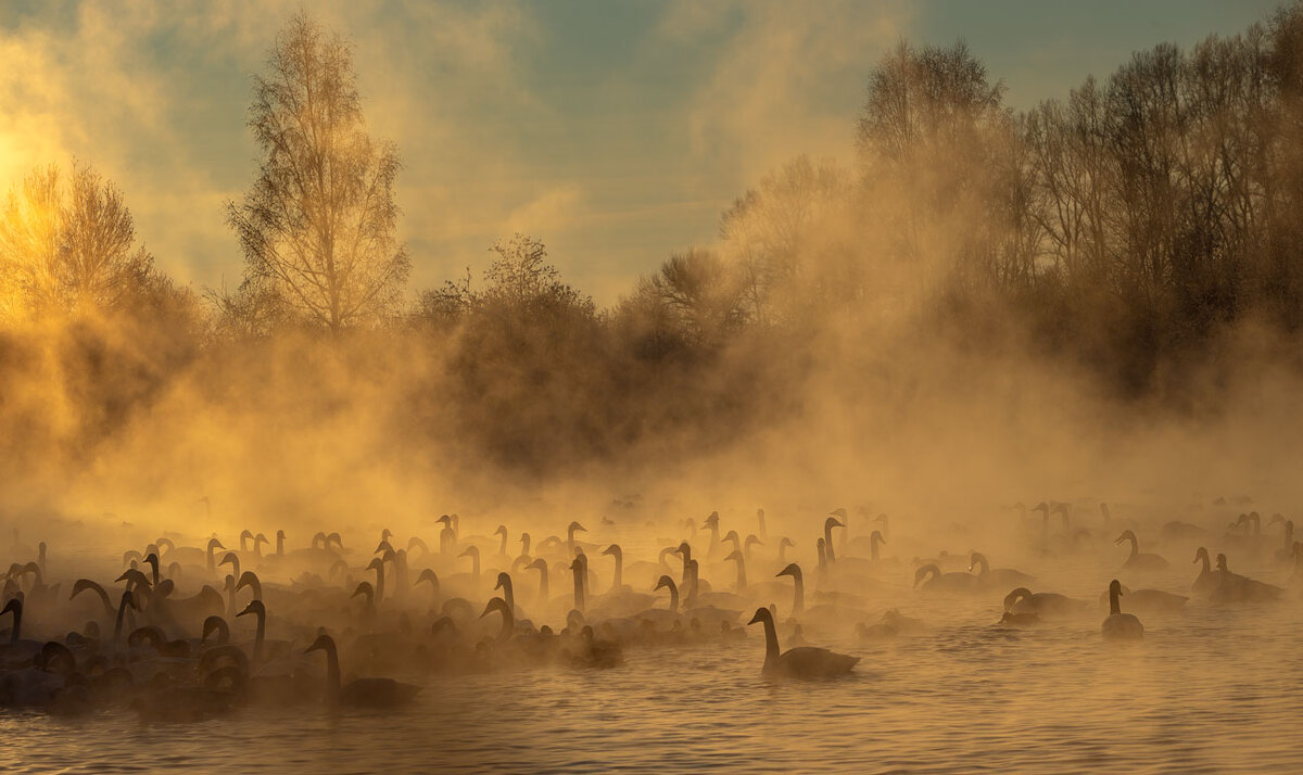 Лебеди...Туманы - владимир Лебеди...Туманы - владимир