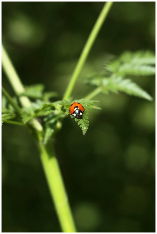 божья коровка на листе - Александр Кольцов