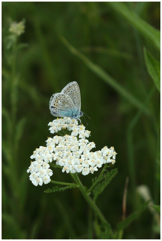 бабочка голубянка икар {Polyommatus icarus} - Александр Кольцов бабочка голубянка икар {Polyommatus icarus} - Александр Кольцов