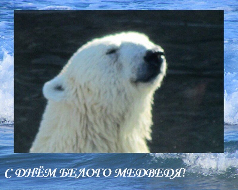 27 февраля. ДЕНЬ БЕЛОГО МЕДВЕДЯ - Дмитрий Никитин 27 февраля. ДЕНЬ БЕЛОГО МЕДВЕДЯ - Дмитрий Никитин