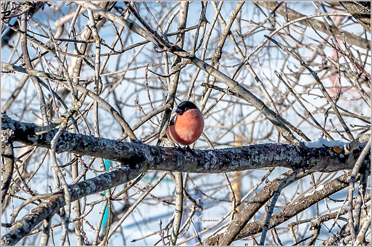 Февраль ... - Aquarius - Сергей
