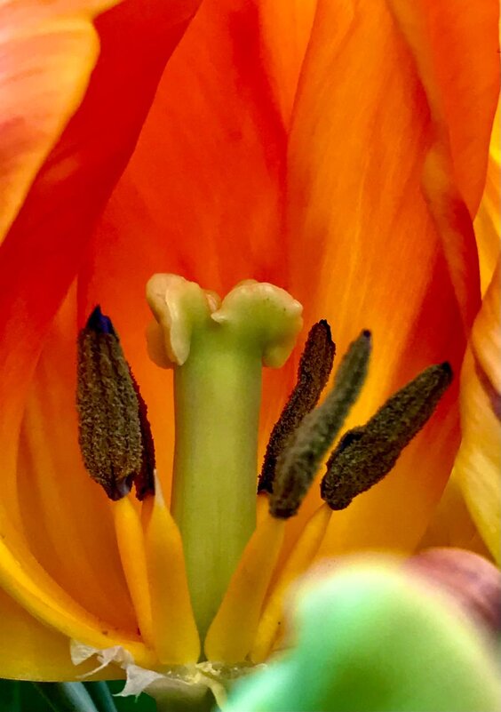 В сердечке - Pippa 