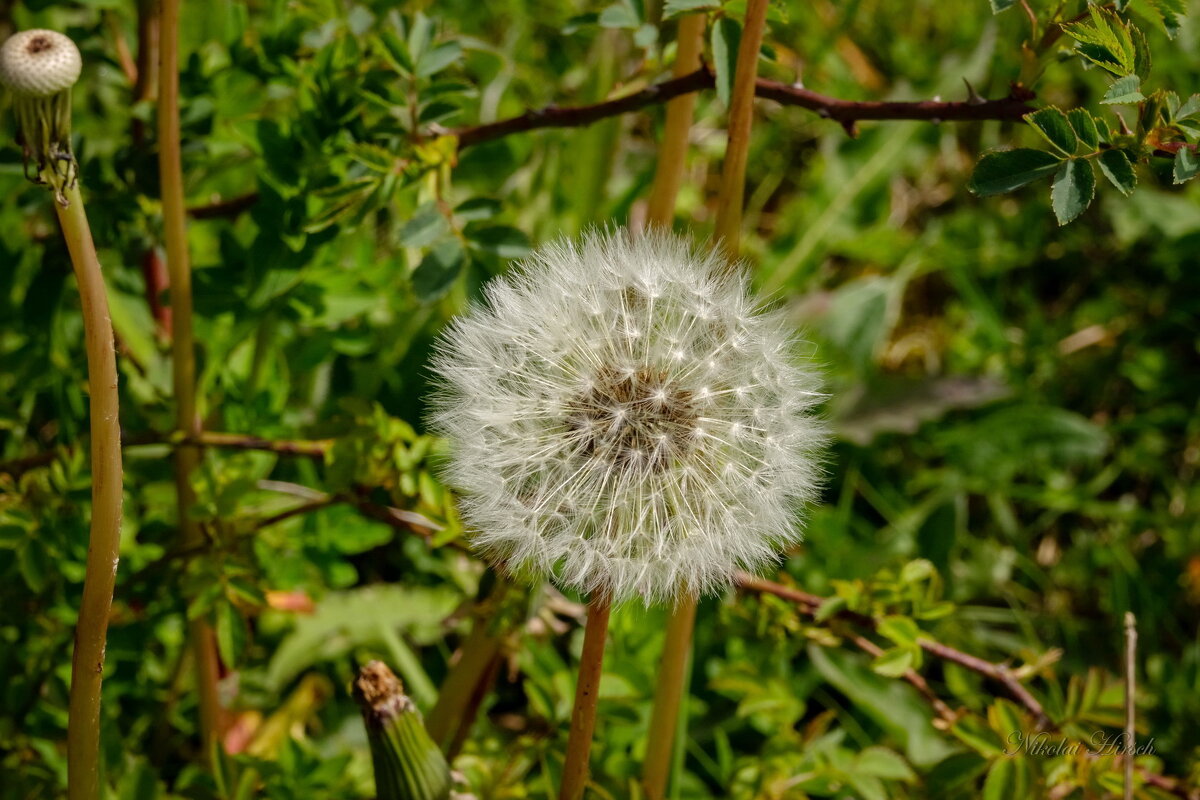 Про одуванчик... - Николай Гирш Про одуванчик... - Николай Гирш