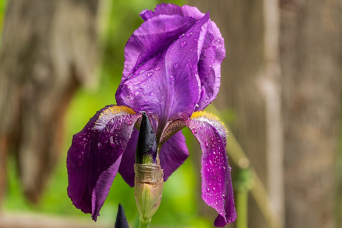 Ирис - Игорь Сикорский