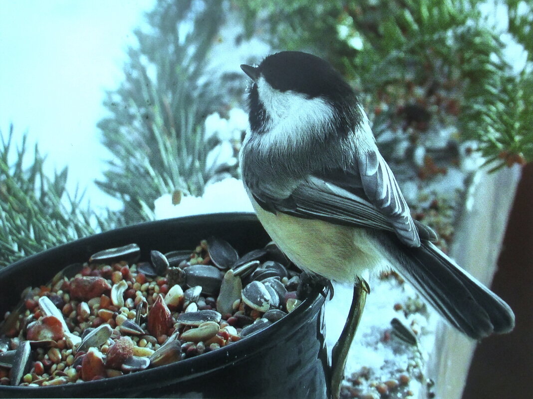 Синичка выбирает - Людмила Смородинская Синичка выбирает - Людмила Смородинская