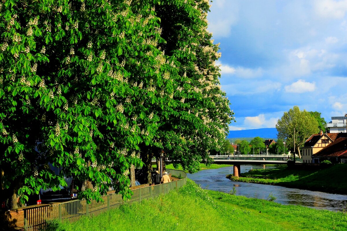 Каштановая весна - Юрий. Шмаков Каштановая весна - Юрий. Шмаков