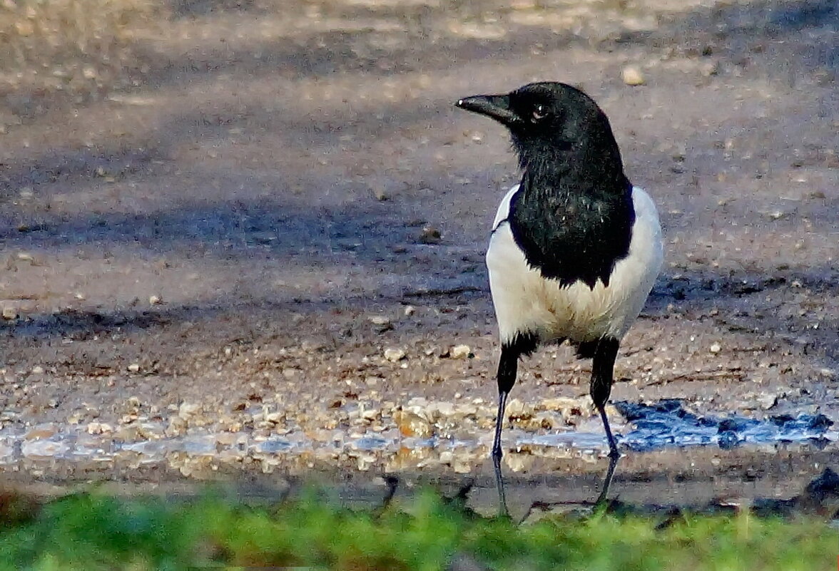 Где бы и чего бы... - Николай Саржанов