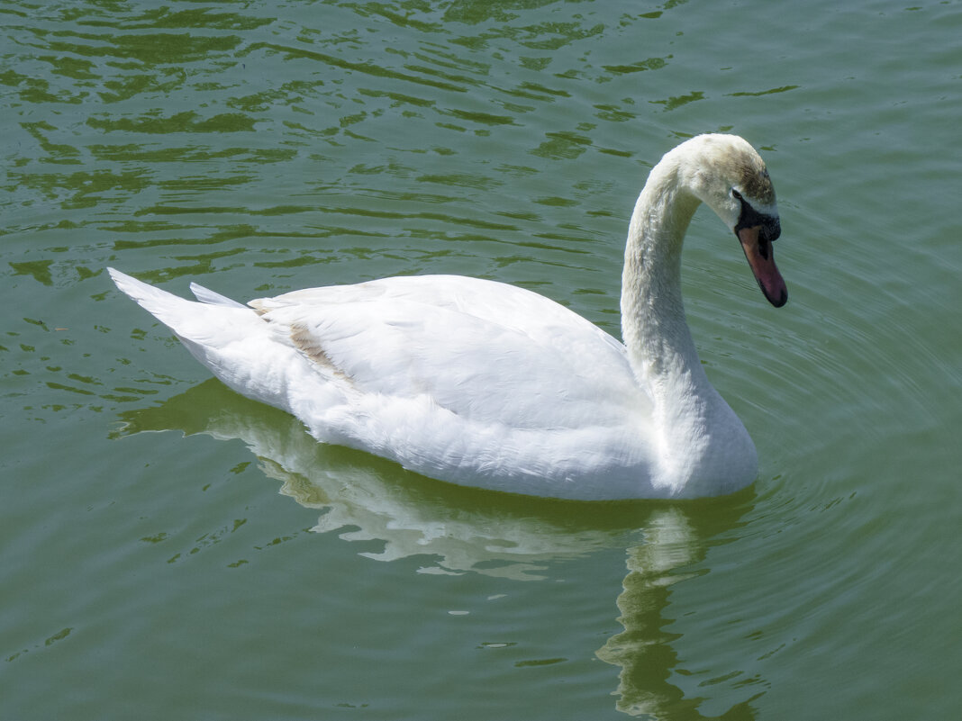 Лебеди Гагаринского парка - Валентин Семчишин Лебеди Гагаринского парка - Валентин Семчишин