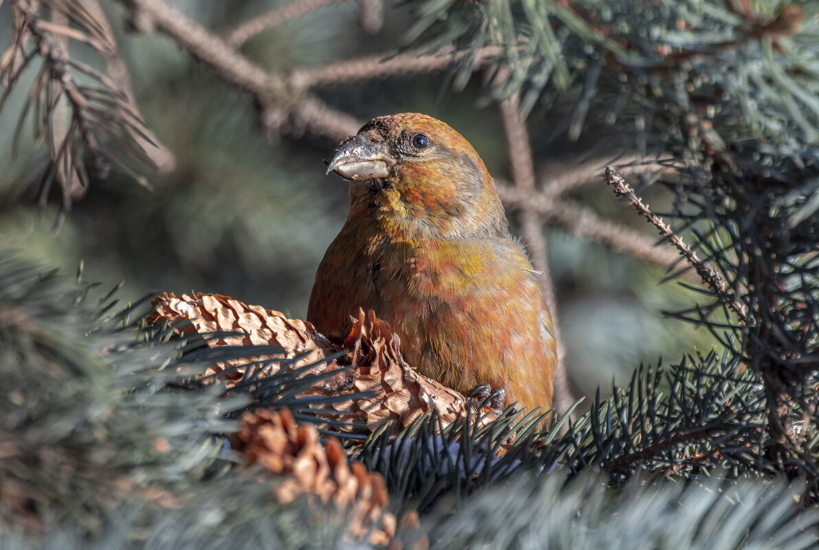 клест еловик - юрий макаров клест еловик - юрий макаров