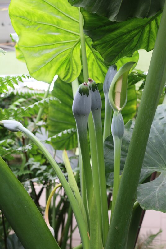 Оазис ботанического сада - Ольга Оазис ботанического сада - Ольга