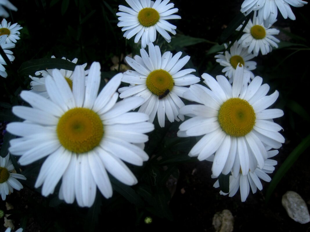 Ромашки - Елена Семигина