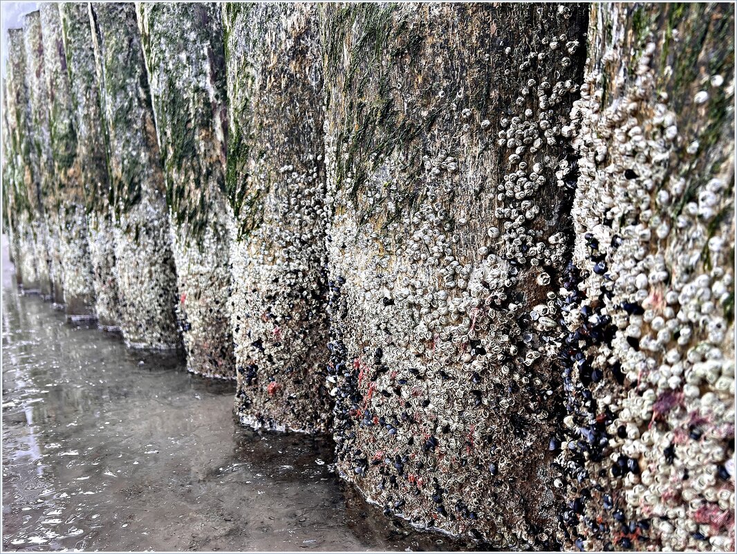 Ракушки на волнорезах. - Валерия Комова Ракушки на волнорезах. - Валерия Комова