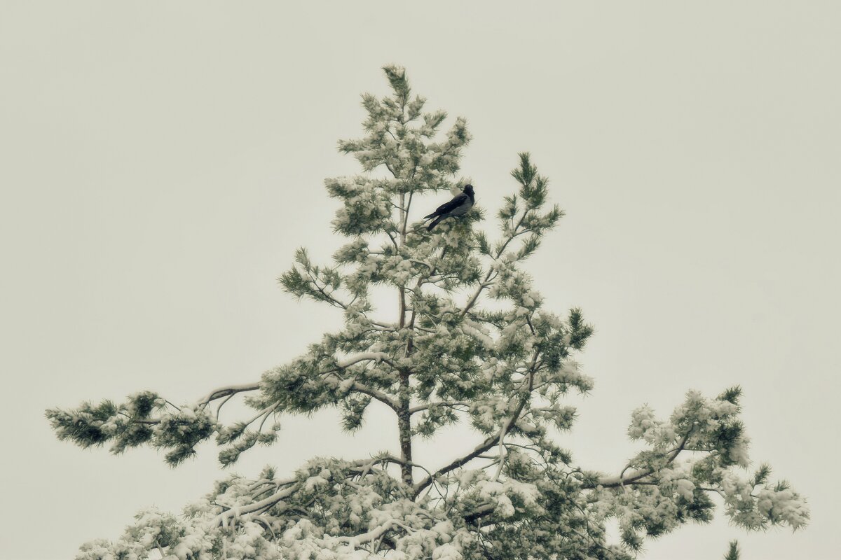 Так начиналась зима. Первый снег в начале ноября. - Татьяна Помогалова Так начиналась зима. Первый снег в начале ноября. - Татьяна Помогалова