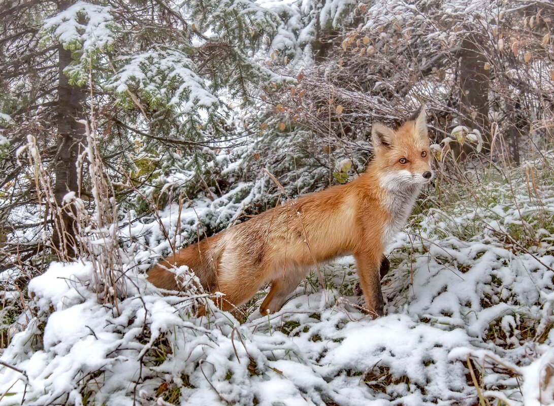 Таежная красавица - Марина Фомина.