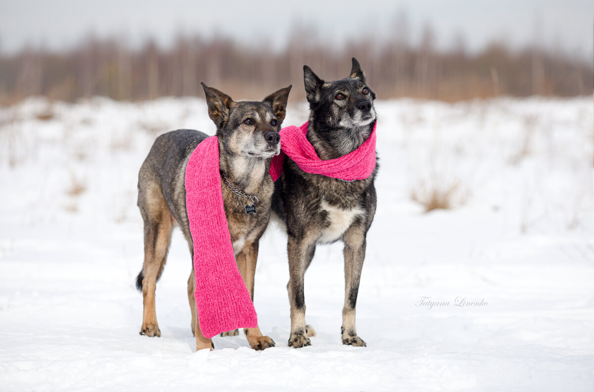 ... - Татьяна Линенко ... - Татьяна Линенко