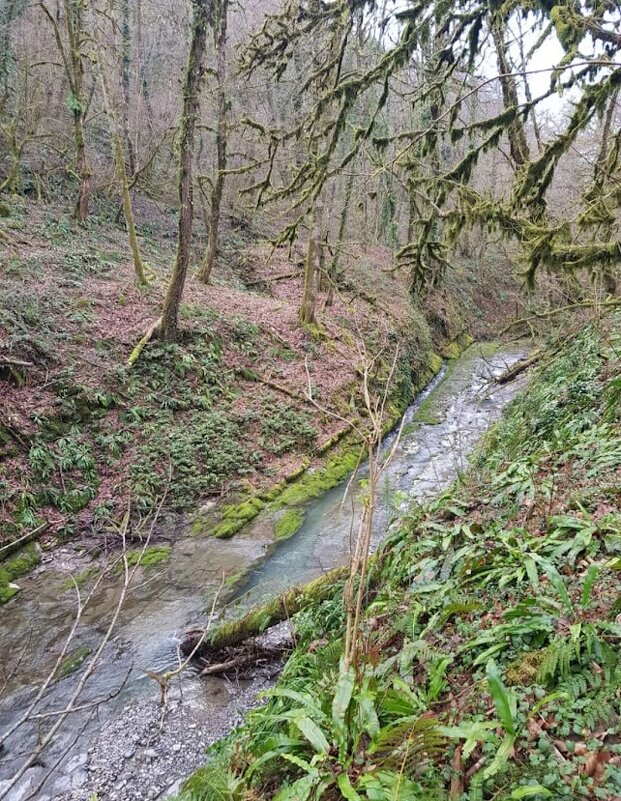 ОРЕХОВКА. СОЧИ - Tata Wolf