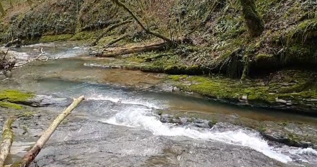 ОРЕХОВКА. СОЧИ - Tata Wolf