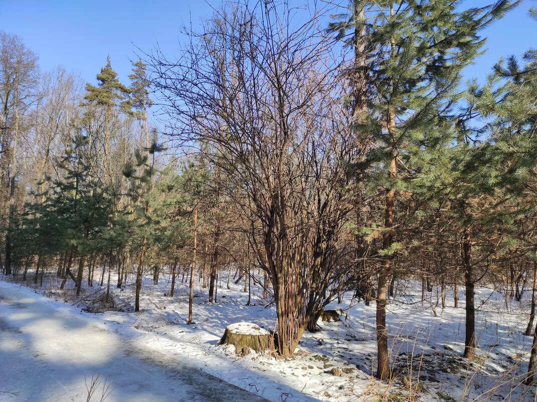 Зарастает вырубка - Игорь Ч. Зарастает вырубка - Игорь Ч.