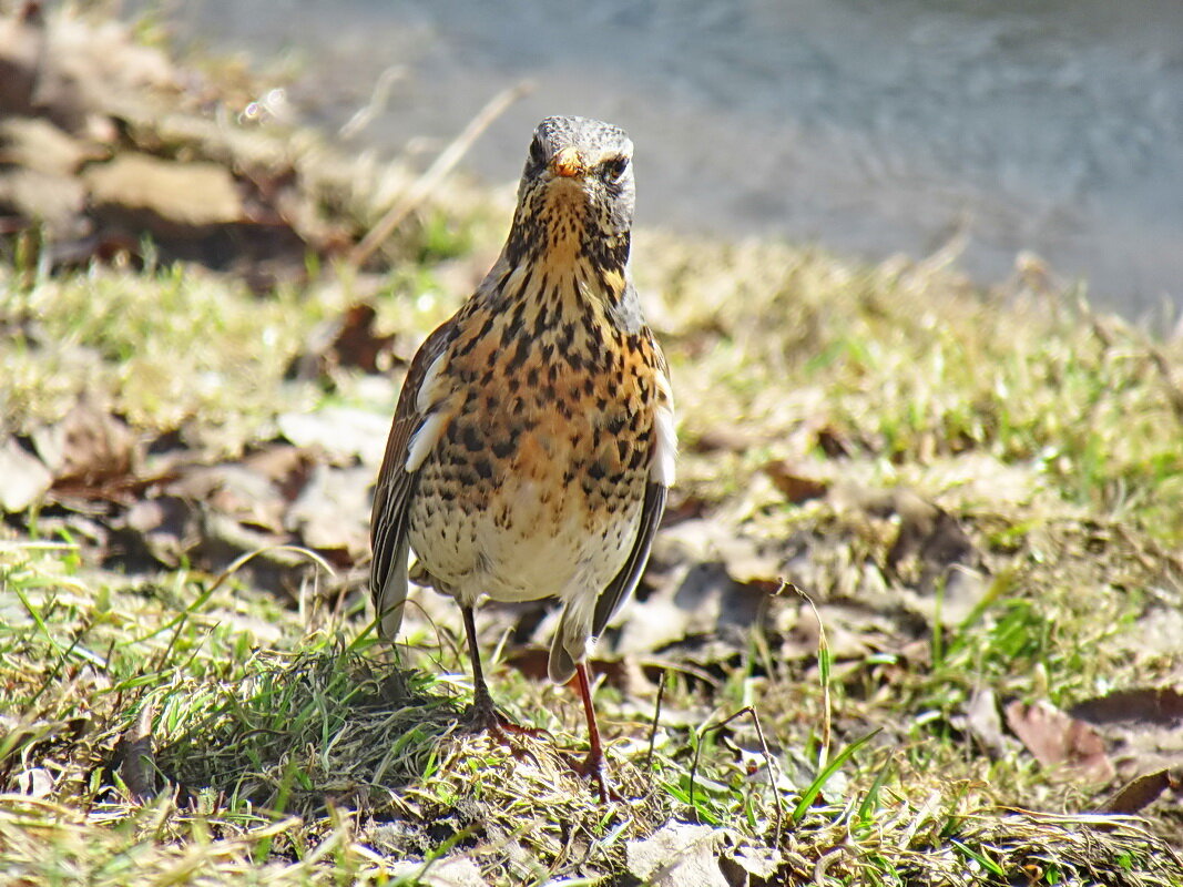 Весенний дрозд - Александр Чеботарь Весенний дрозд - Александр Чеботарь