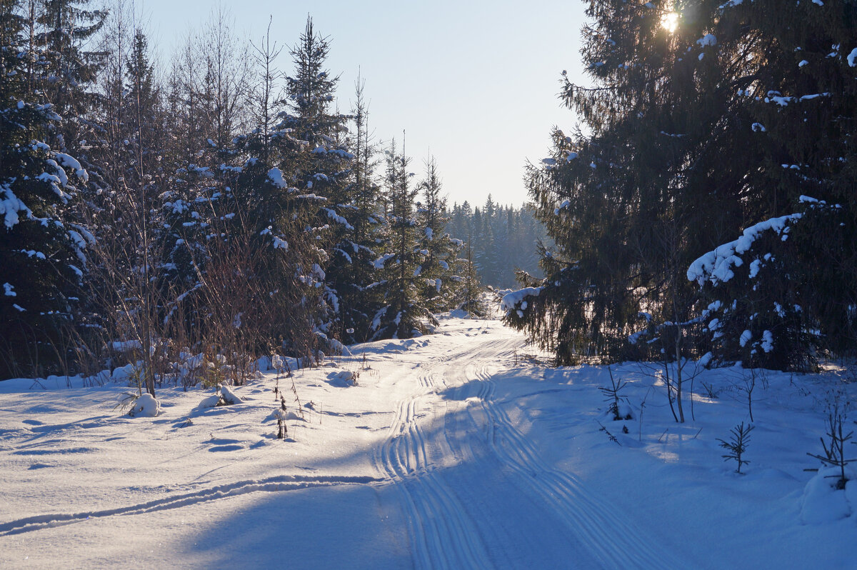По лесной дорожке - Сергей Ц