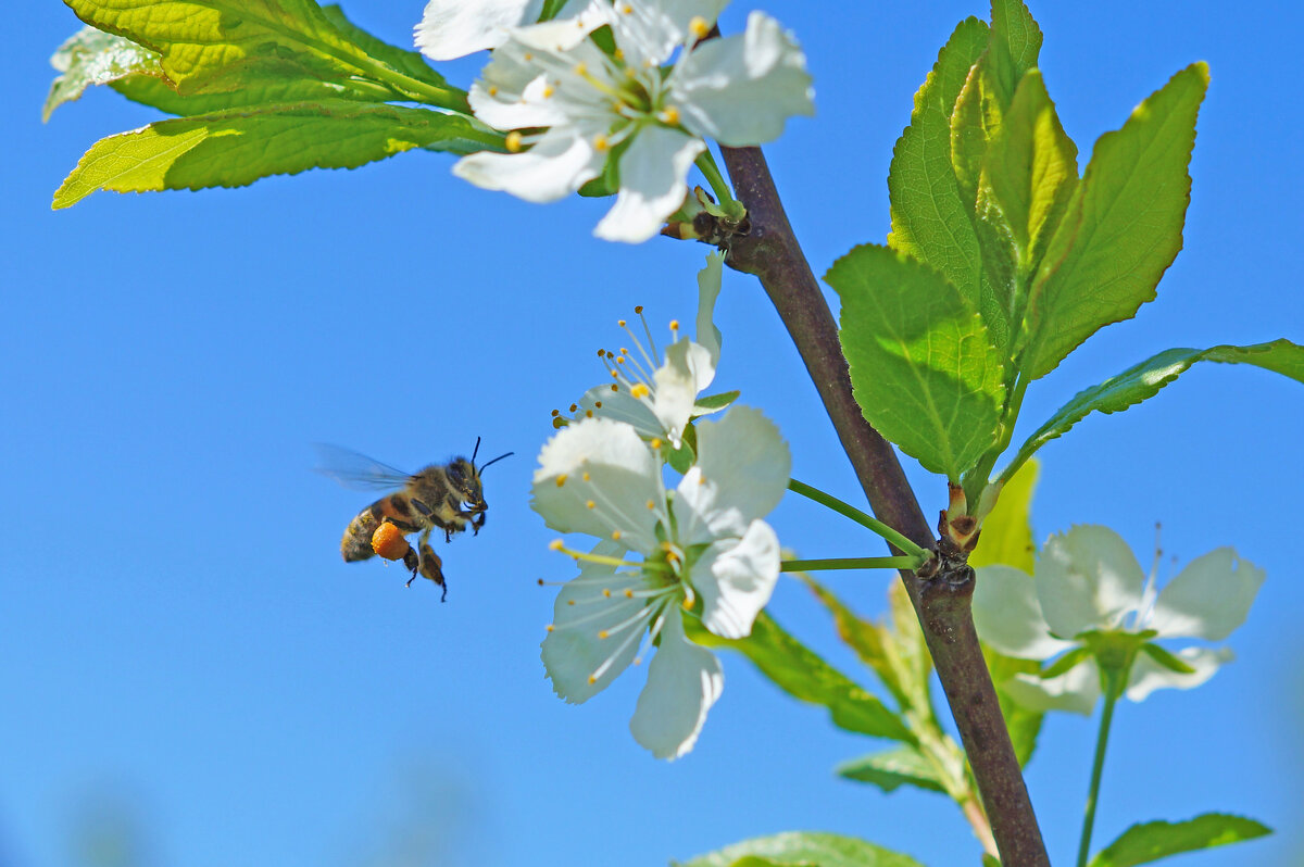 За нектаром - Сергей Ц За нектаром - Сергей Ц