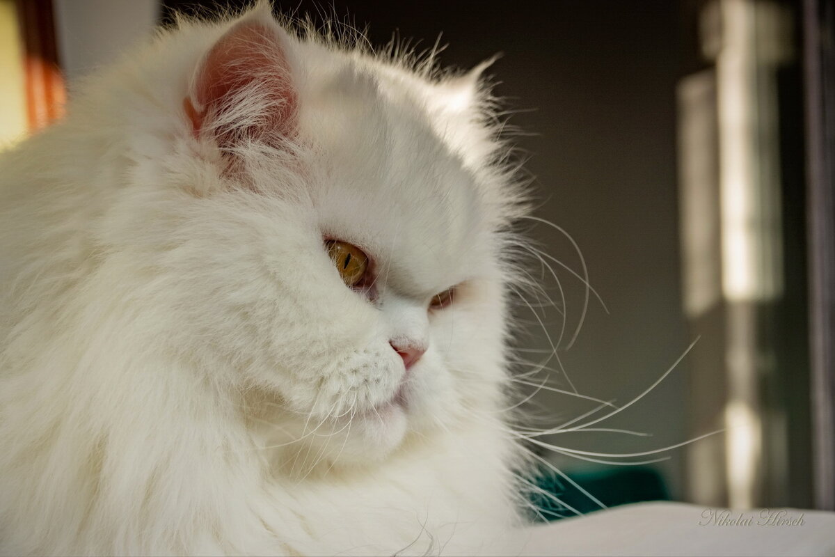 Думки о главном... - Николай Гирш