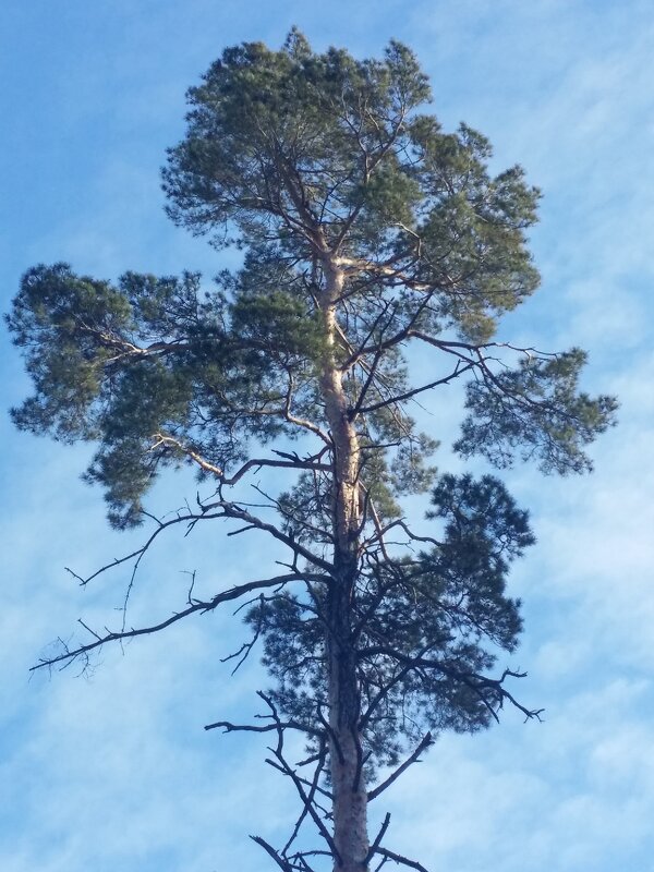 ... - Наталия Кольцова