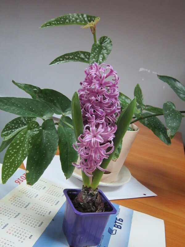 Это наш гиацинт - Дмитрий Никитин