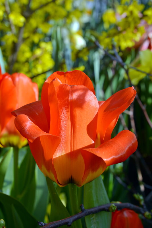 Весенние первоцветы - Леонид Иванчук