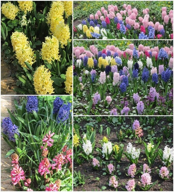 Весна в ботаническом саду - Дмитрий Никитин