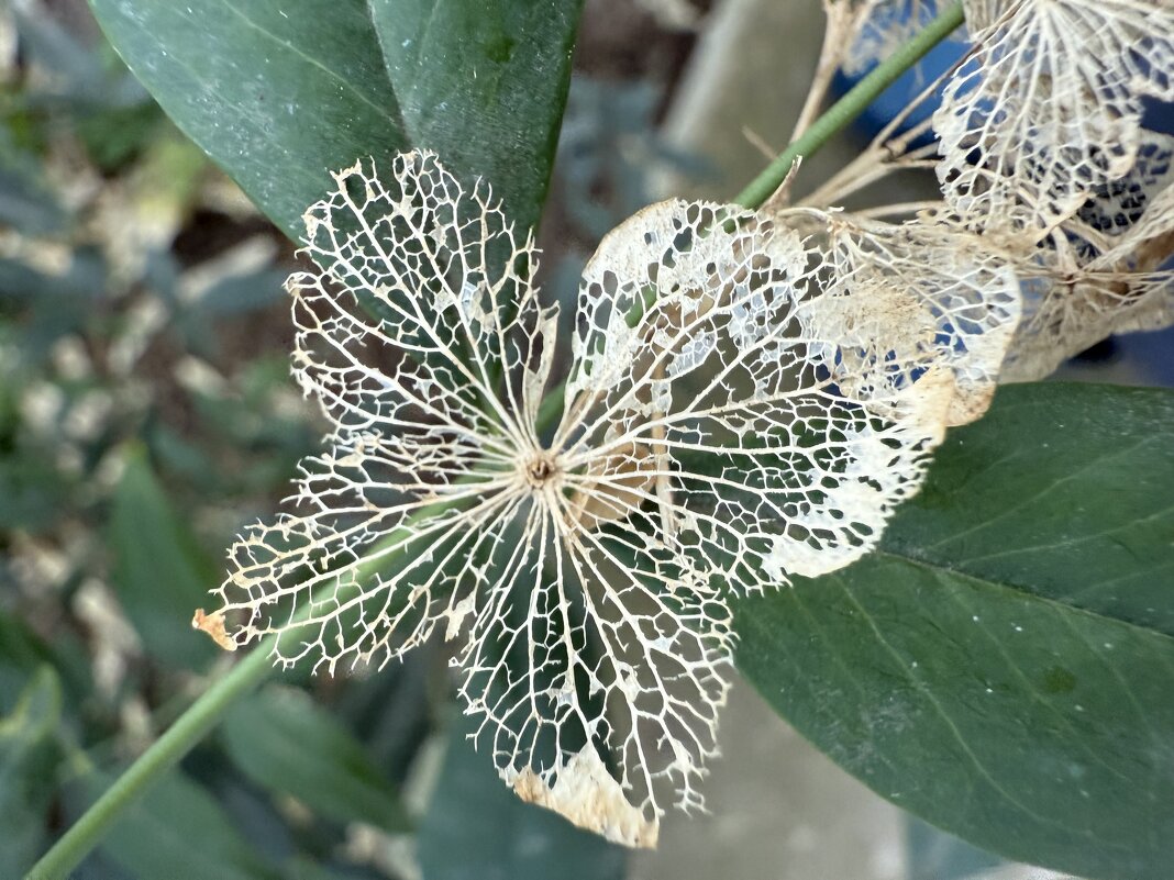 Сухоцветы - Валентина .