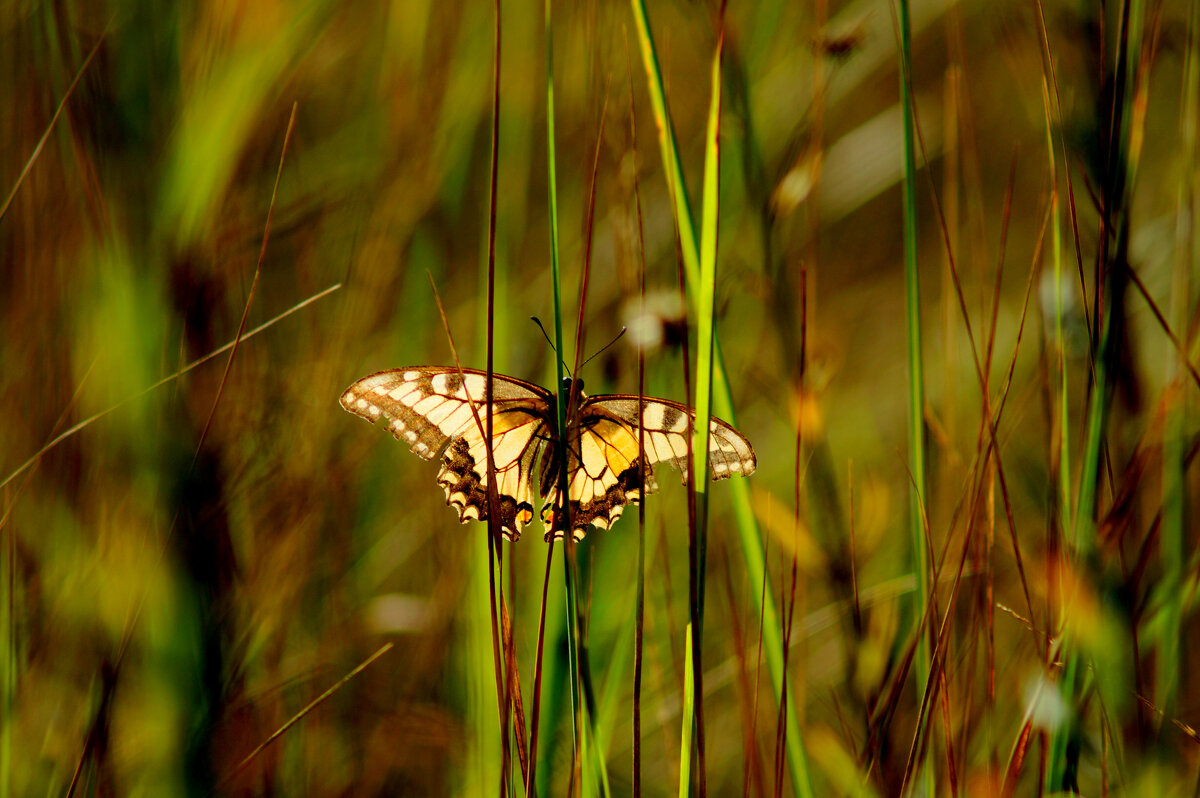 опять про бабочек 406 - Александр Прокудин