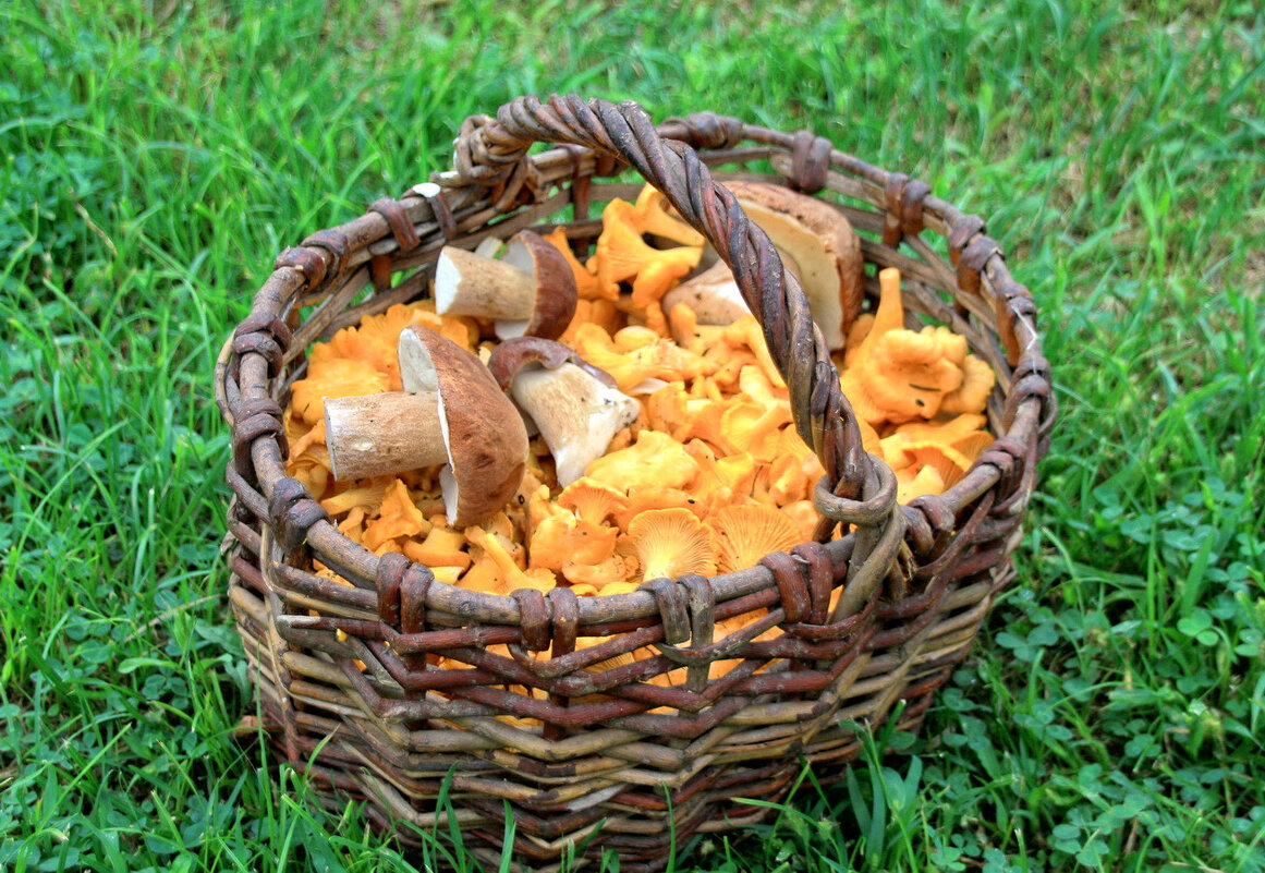 Грибы в корзине - Валерий Судачок Грибы в корзине - Валерий Судачок