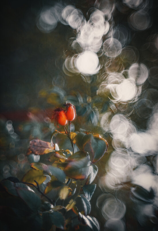 Пикториальная осень. - Анатолий Щербак