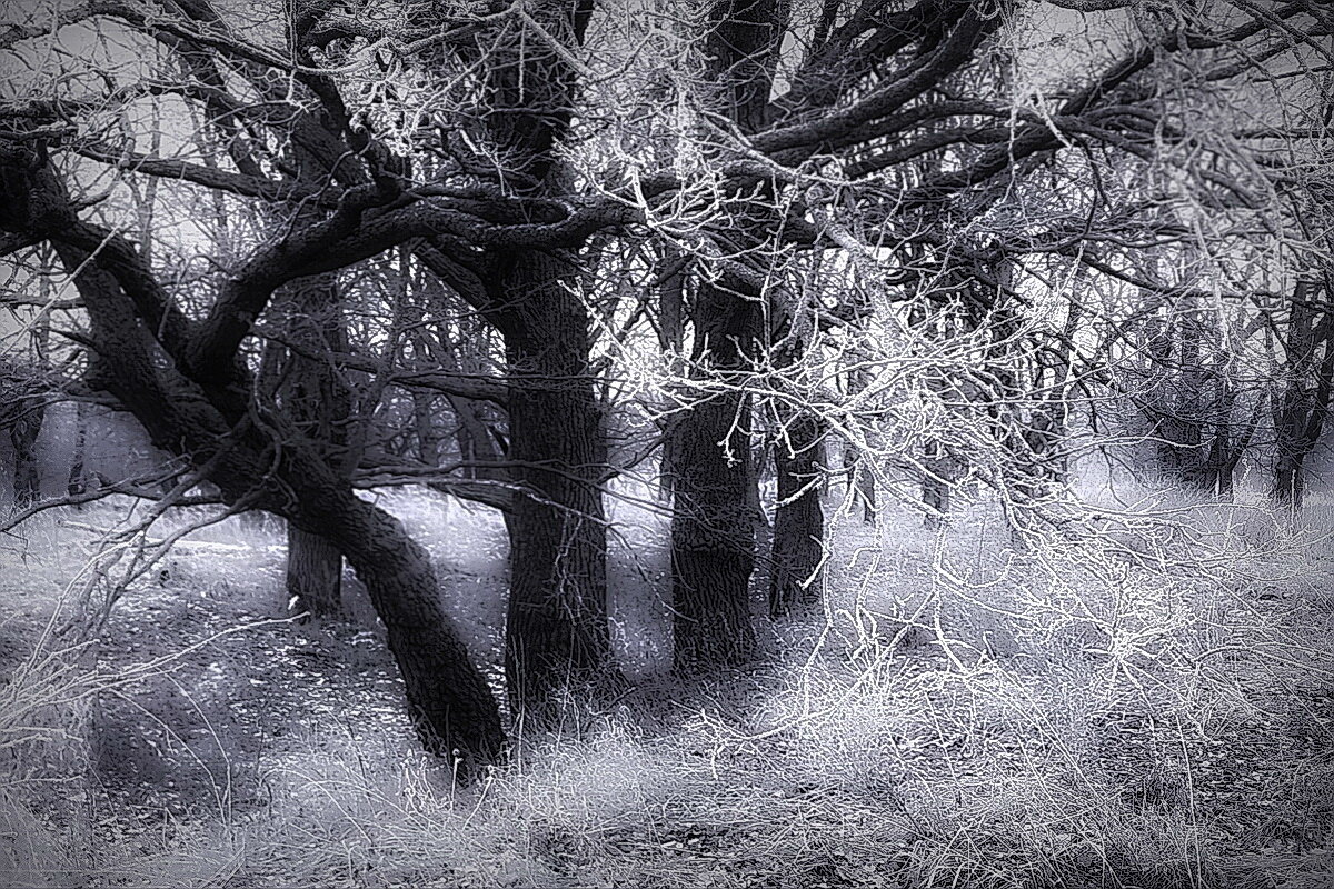 В дубовой роще... - Владимир Шошин