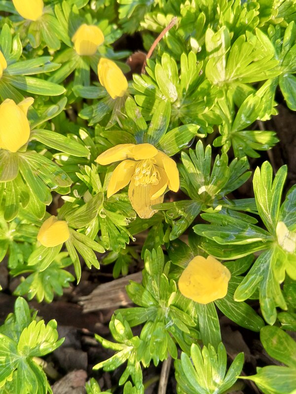 Весенник - Сапсан 